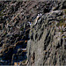 Ledges of South Stack