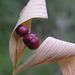 Star-flowered Solomon's-seal