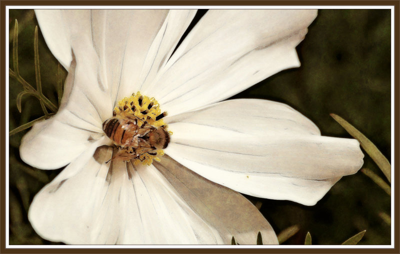 bee in a white flower