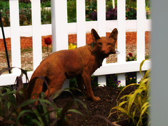 there's a jackal in the garden!