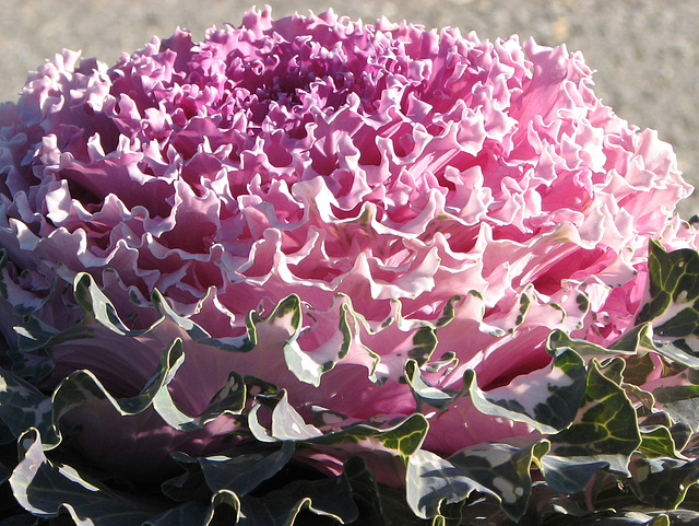 Ornamental Cabbage