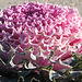 Ornamental Cabbage