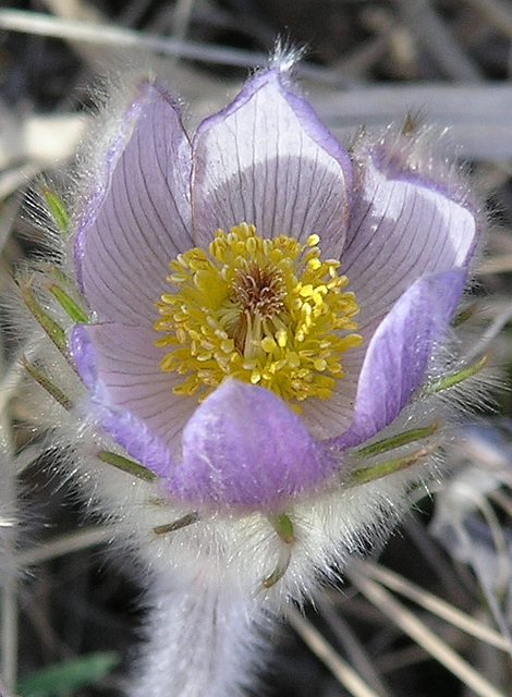 Prairie Crocus