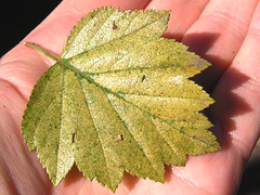 Hawthorn leaf