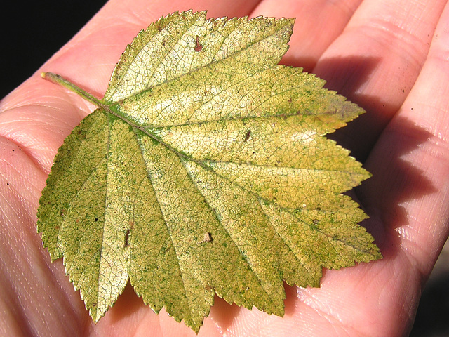 Hawthorn leaf