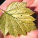 Hawthorn leaf