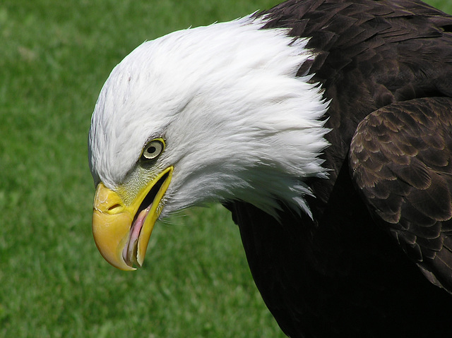 Bald Eagle