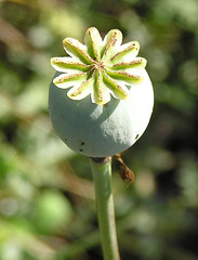 Poppy seedpod