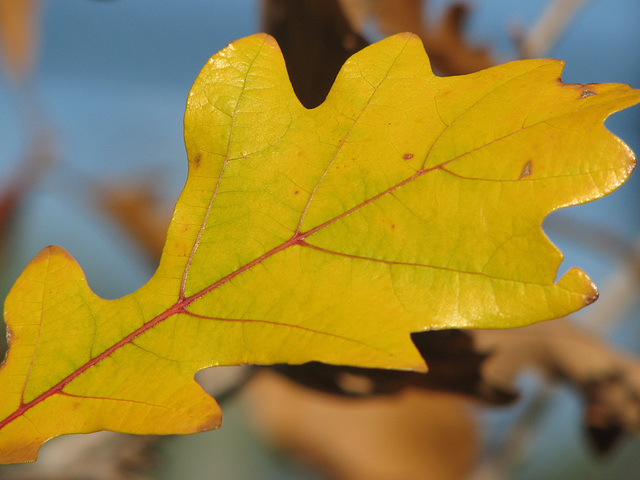 Burr Oak