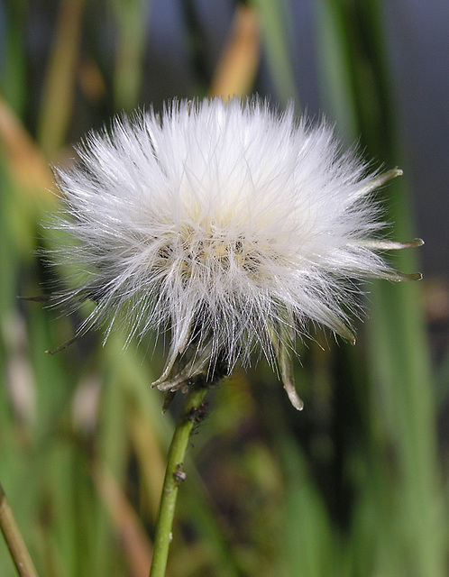 Seedhead silk