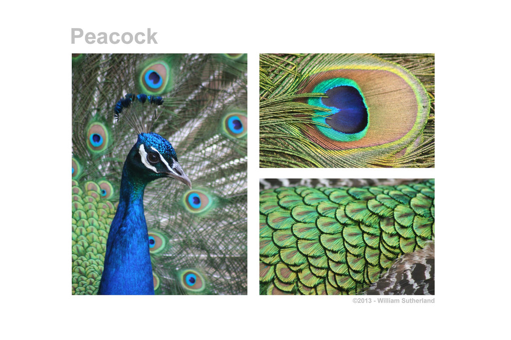 Peacock