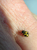 Parenthesis Ladybug