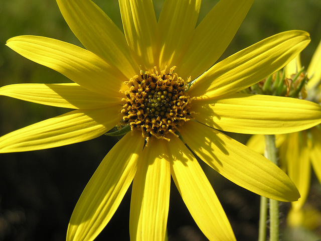 Wild Sunflower