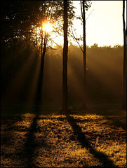 shadows and tall trees