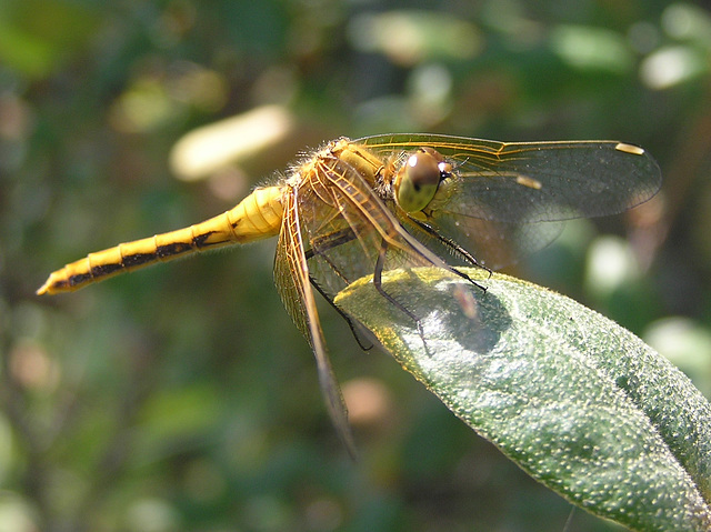 Cherry-faced Meadowhawk