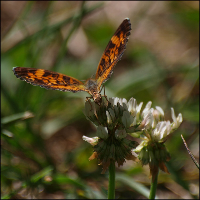 butterfly from behind