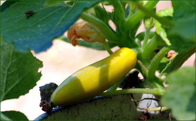 meanwhile, over in the summer squash section...