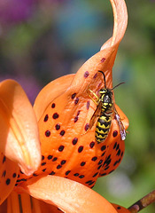 Yellow Jacket on lily