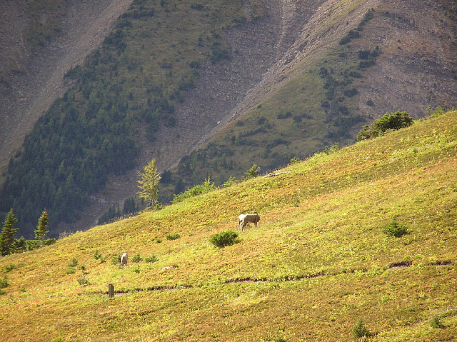 Ptarmigan Cirque Trail, Kananaskis