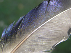 Mallard feather