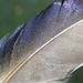 Mallard feather