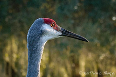 SANDHILL CRANE