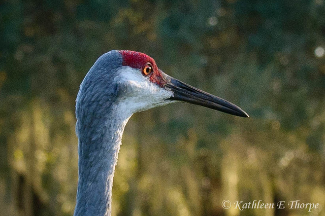 SANDHILL CRANE