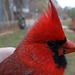 This Cardinal stunned himself flying into a window He recovered
