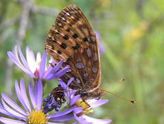 Coiled Aster petals