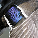 Female Mallard's wing