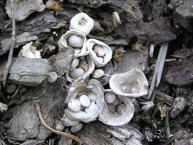 Bird's nest fungi