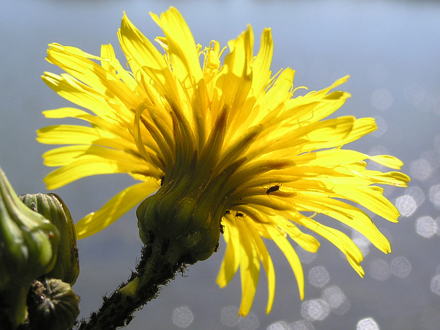 Sowthistle