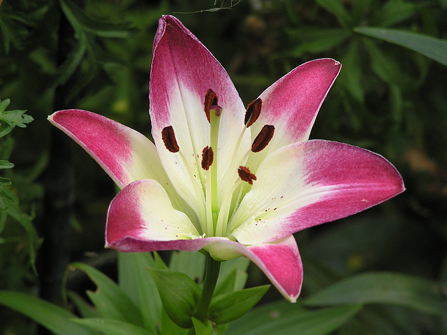 Garden lily