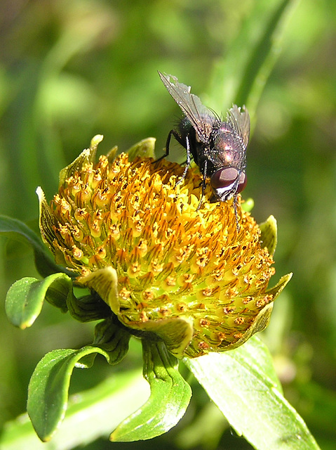 Fly on Beggarticks