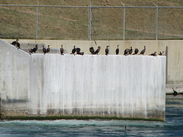 Counting Cormorants