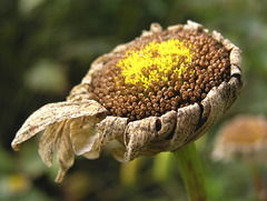 Shasta Daisy