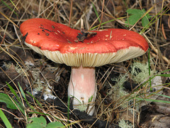 Mushroom