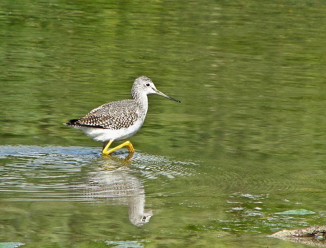 Shore bird