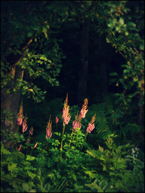 in quiet corners of the garden