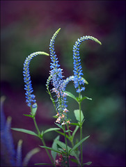 veronica ~ sunny border blue