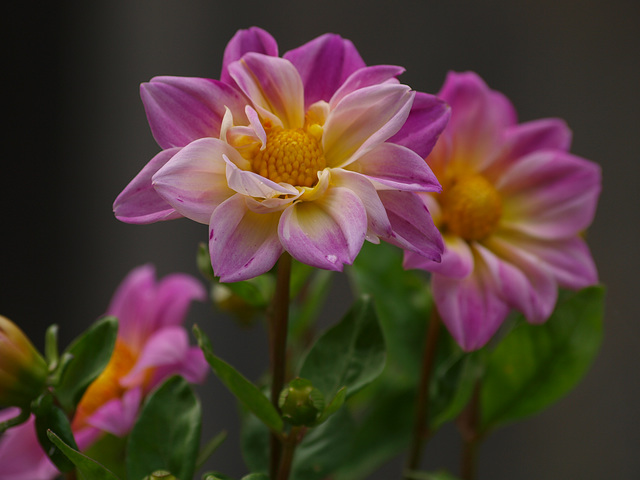 pink dahlias