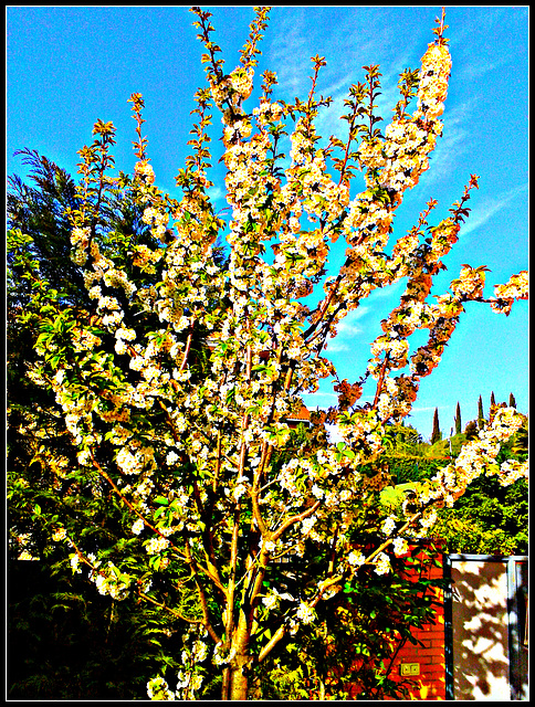 Cerezo en flor.