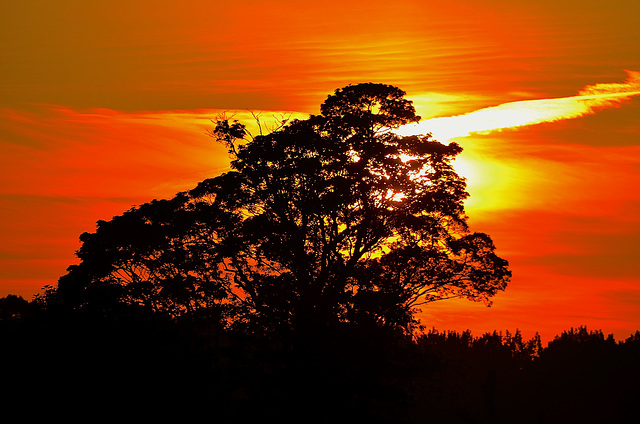 Shugborough Estate sunset