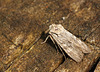 Grey Shoulder-knot