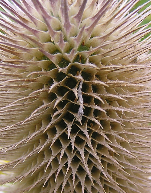 Teasel