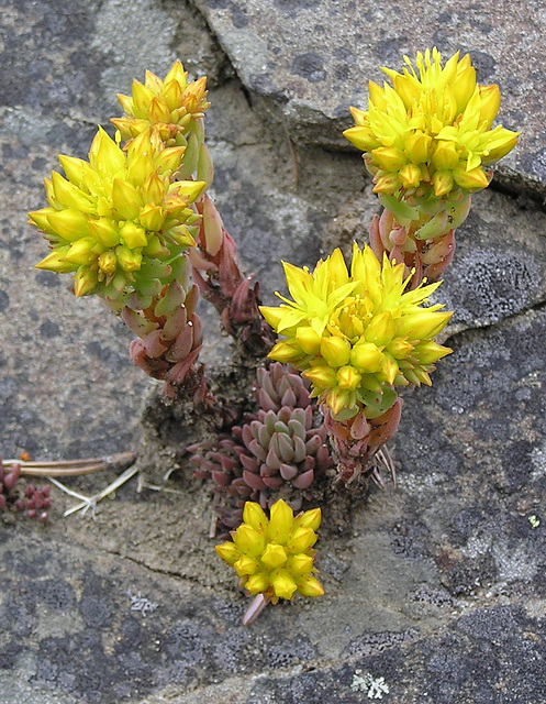 Stonecrop