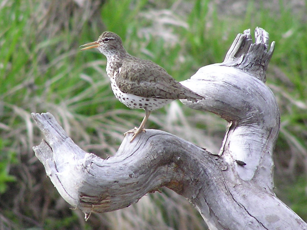 Spotted Sandpiper