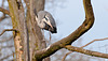 Grau-Reiher - 2011-03-12-_DSC5902