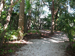 The Mangrove Walk...