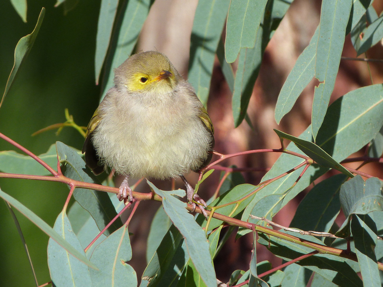 silvereye baby
